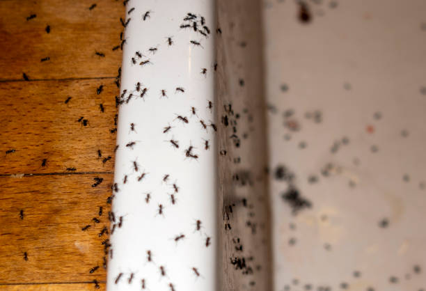 Best Pest Removal Services  in Byron, GA