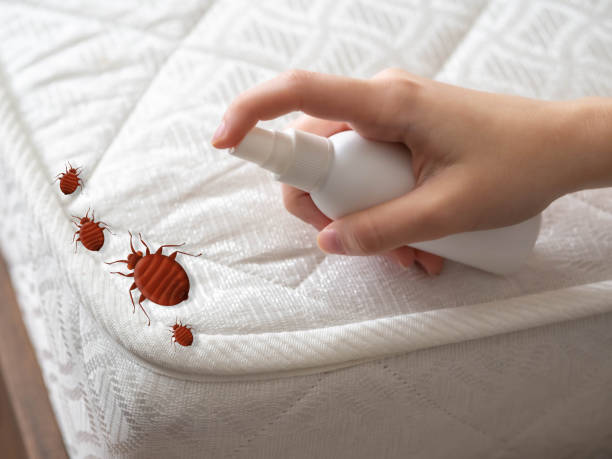 Best Termite Control Services  in Byron, GA